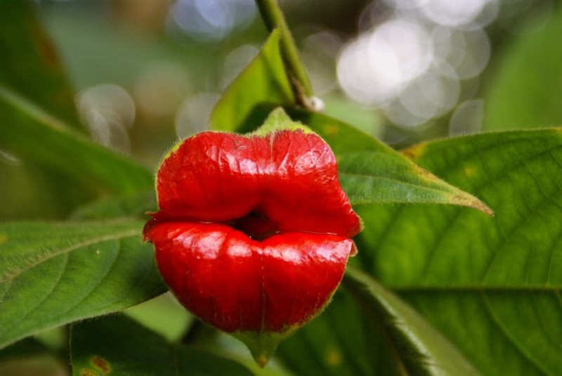 1. Растение-поцелуй ботаника, вокруг света, интересное, растения