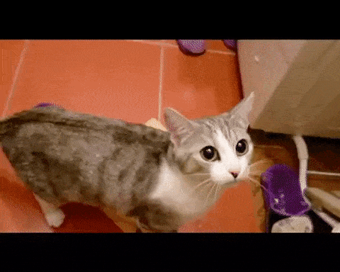 гифки, кот