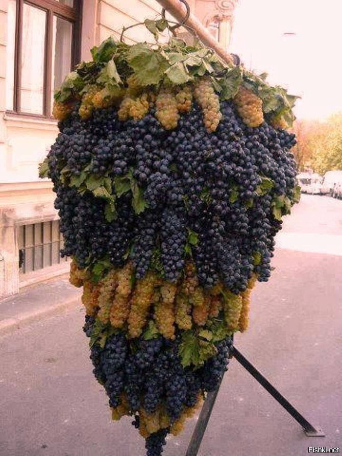 Очень Вкусный Виноград Фото
