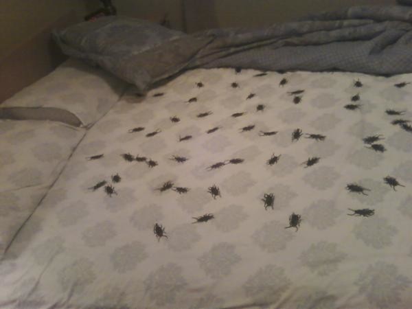 Тараканы в постели розыгрыши, ужасы, хэллоуин