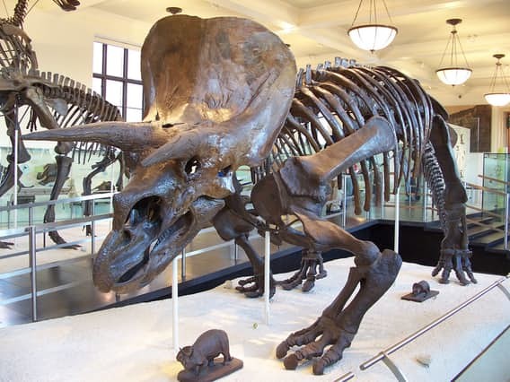 Для чего динозавры использовали гребни, шипы и рога? динозавры, история, наука, правда