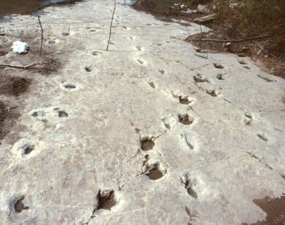 Быстро ли они бегали? динозавры, история, наука, правда