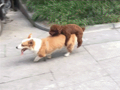 a87b124c57402751230ddafe7ed84fe6.gif