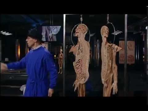 Анатомия человеческого тела (мочеполовая система мужчины и женщины) Анатомия человеческого тела (мочеполовая система мужчины и женщины)