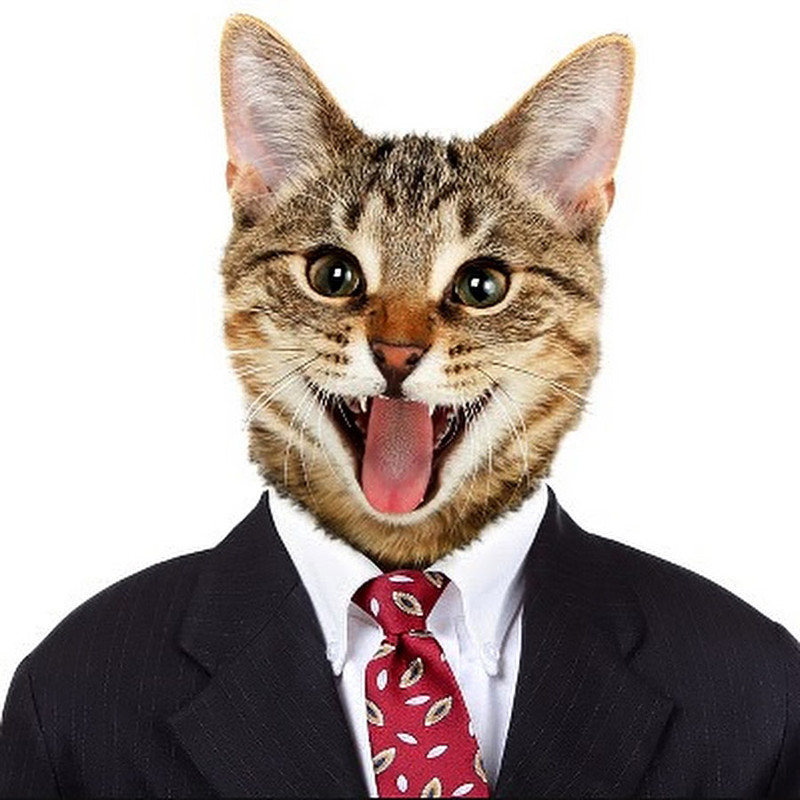 5. Картинка кота в костюме facebook, казусы, фейсбук