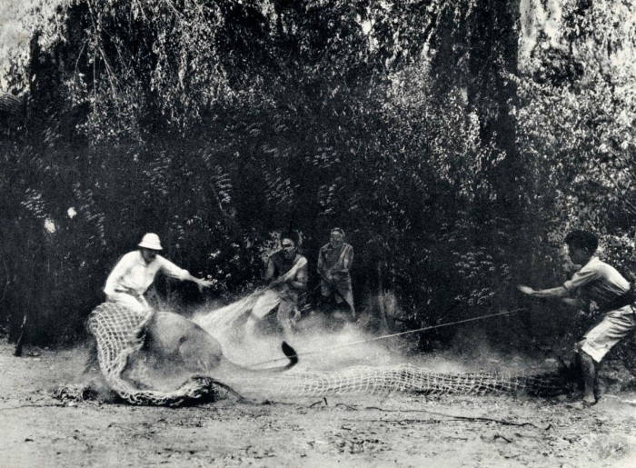 Ловля льва для европейского зоопарка, 1930 год, Африка история, фото
