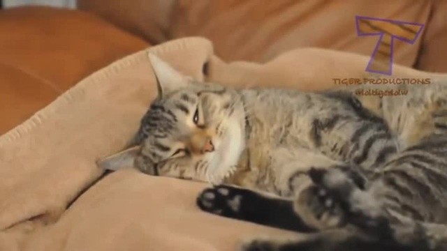 Кот Фредди Кот Фредди