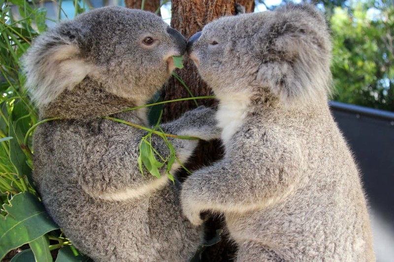 9. Мишки-коалы питаются пометом и болеют хламидиозом мир без границ, окружающая среда
