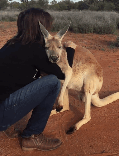 австралия, животные, кенгуру, обнимашки