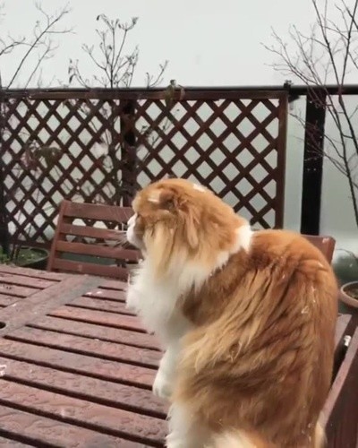 Котейная зима. Котейная зима.