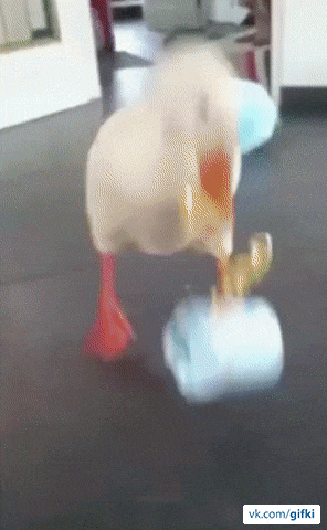 1481481055115624198.gif