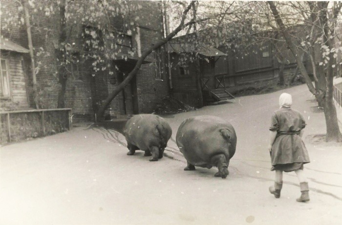 Выгул бегемотов в зоопарке, 1950–е годы, Москва историческое фото, история