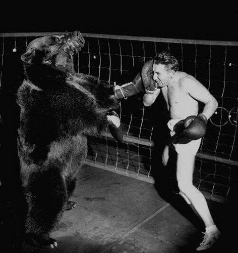 Боксерский поединок между американским боксёром Гусом Вальдорфом и настоящим медведем, март 1949 год историческое фото, история