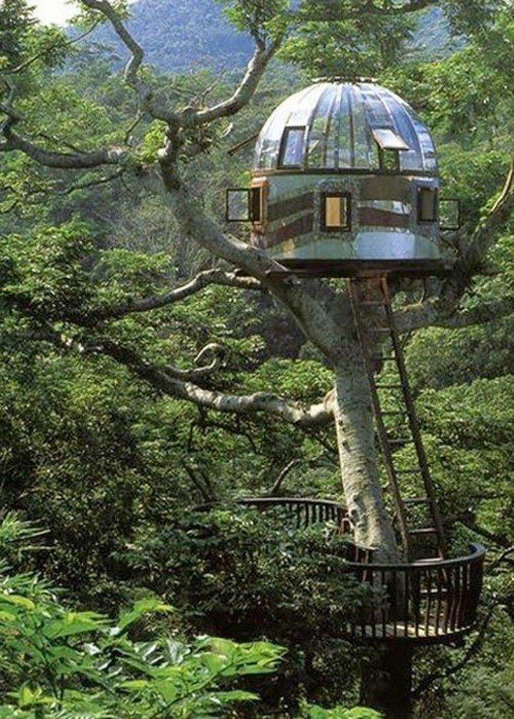 Зеркальный дом на дереве на острове Окинава в Японии    дома, недвижимость