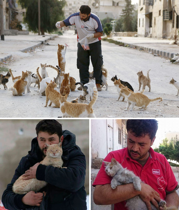 2. Сириец каждый день кормит бездомных кошек в охваченном войной Алеппо доброта, мир, поступок