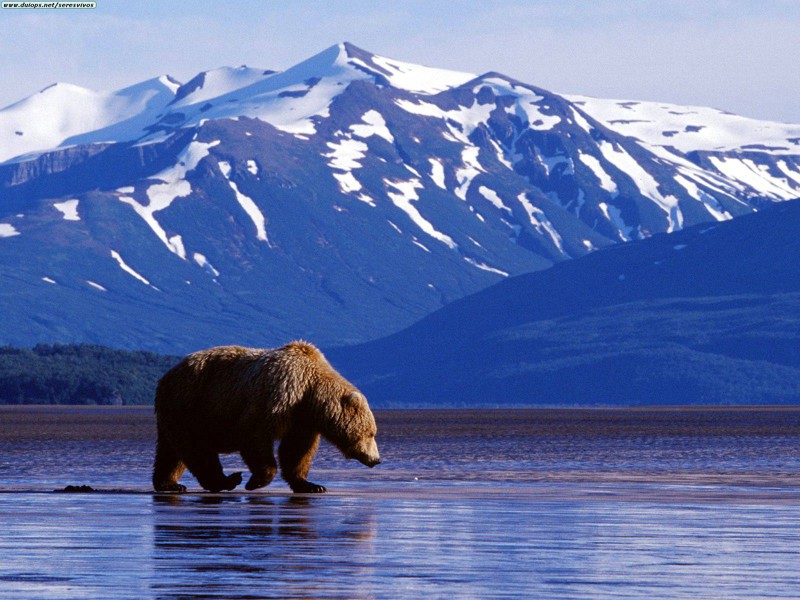 Аляска аляска, факты