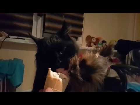 Cобака и кот едят Cобака и кот едят