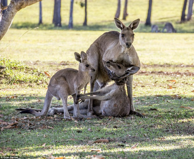 Последнее объятие: умирающая мама-кенгуру прощается со своим детёнышем животные, кенгуру, тронуло