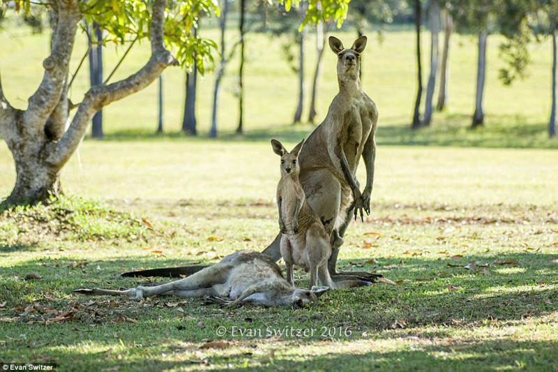 Последнее объятие: умирающая мама-кенгуру прощается со своим детёнышем животные, кенгуру, тронуло