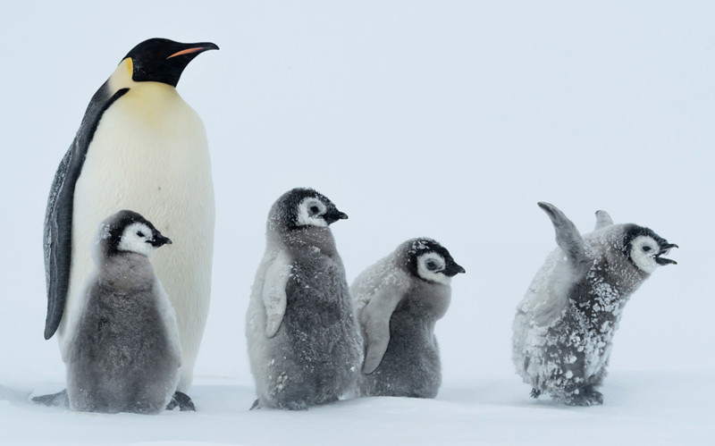 Январский фотомикс: братья наши меньшие животные, пингвины, сова