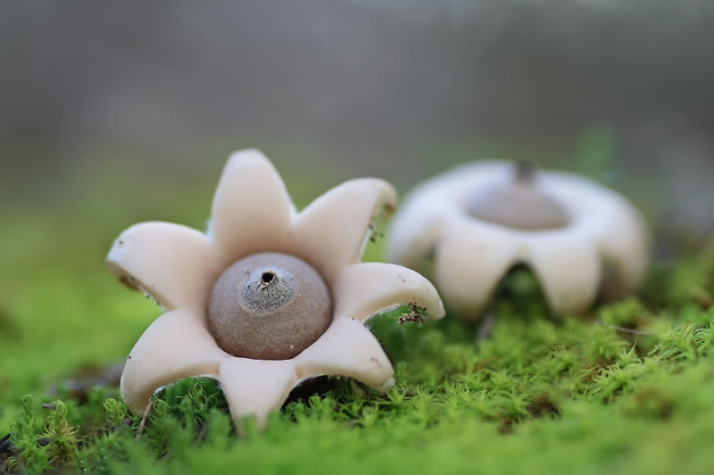 Звездовик маленький (Geastrum minimum) грибы, фото