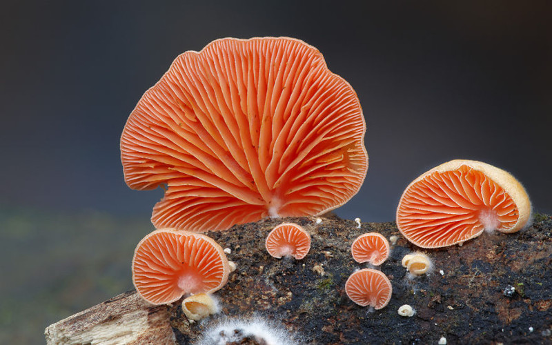 Крепидот (Crepidotus) грибы, фото