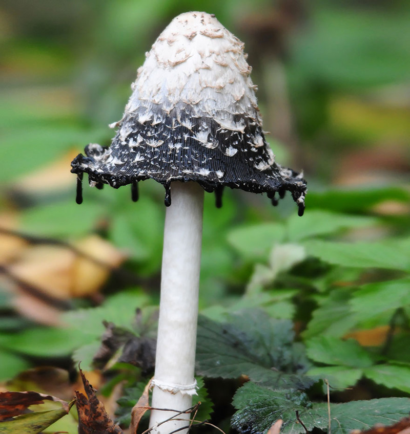 Навозник белый (Coprinus comatus) грибы, фото