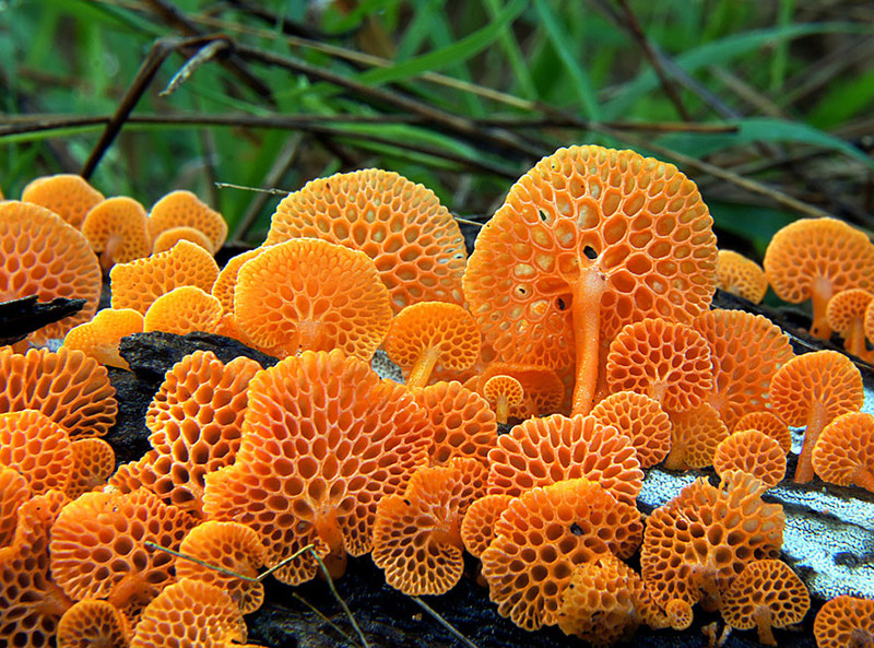 Оранжевый пористый гриб (Favolaschia calocera) грибы, фото