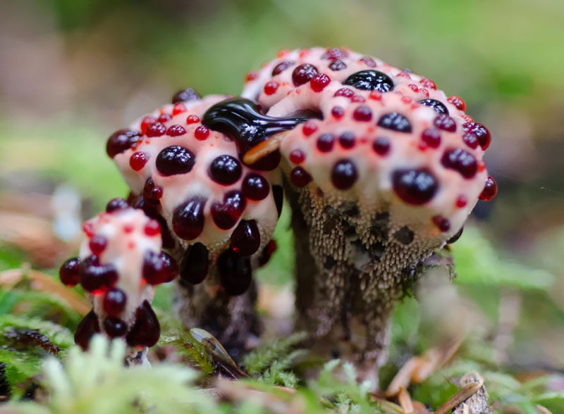Кровоточащий гриб / Гиднеллум Пека (Hydnellum Peckii) грибы, фото