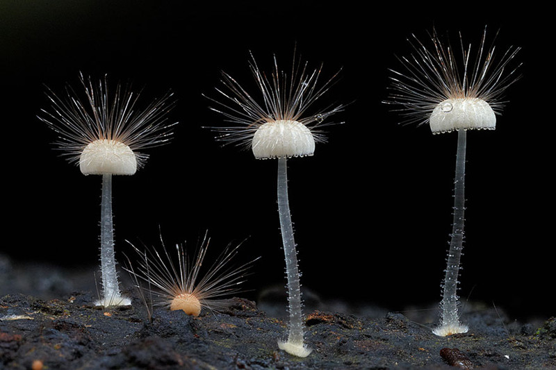 Мицена волосистая (Hairy mycena) грибы, фото