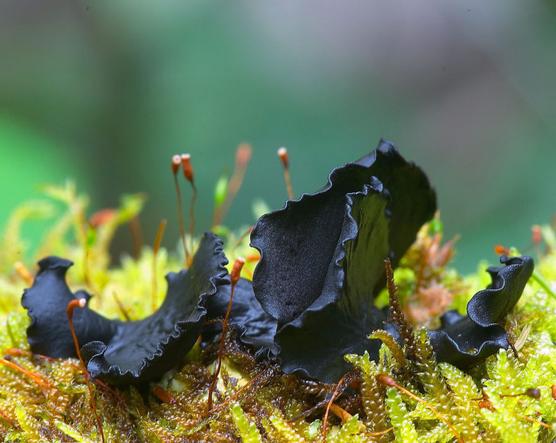 Чёрные грибы грибы, фото