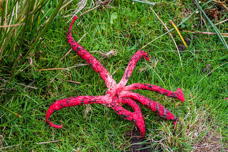 Смердящий рог осьминога (Octopus Stinkhorn) (дьявольские пальцы) грибы, фото