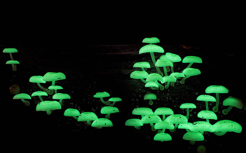 Биолюминесцентные грибы / мицена хлорофос (Mycena Chlorophos) грибы, фото