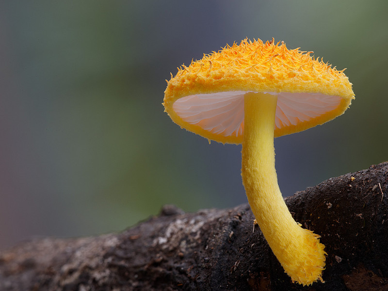 Грибное царство - 34 дивных фотографий грибы, фото