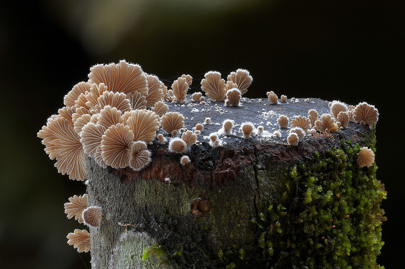 Грибное царство - 34 дивных фотографий грибы, фото