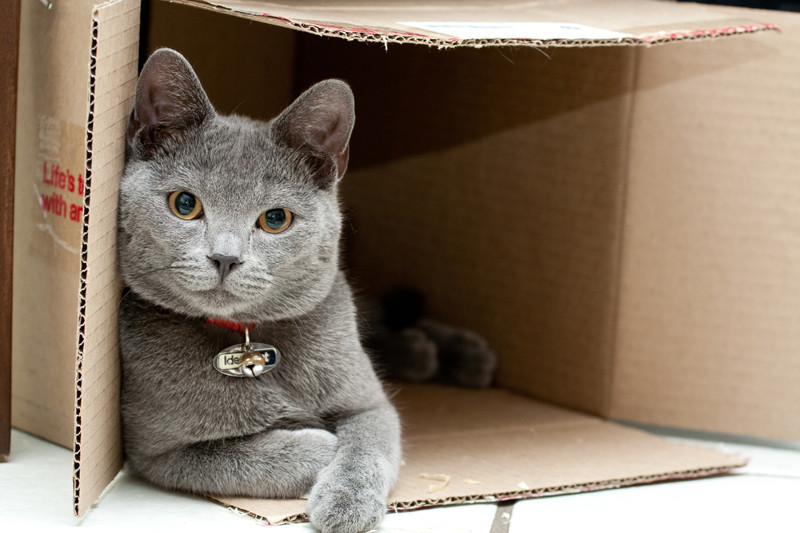 Почему кошки любят коробки? животные, факты