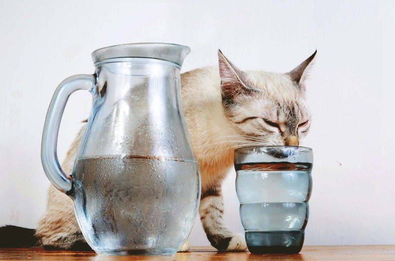 Почему кошки пьют воду откуда угодно, кроме собственной миски? животные, факты