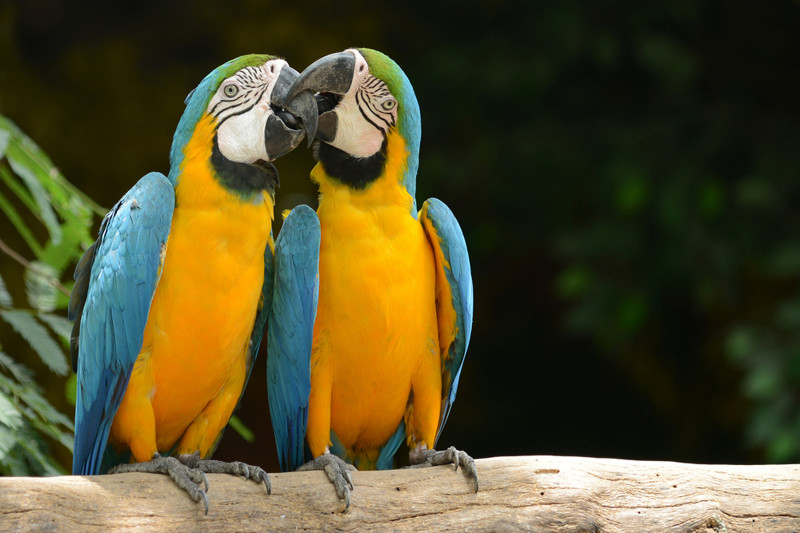 Почему попугаи говорят? животные, факты