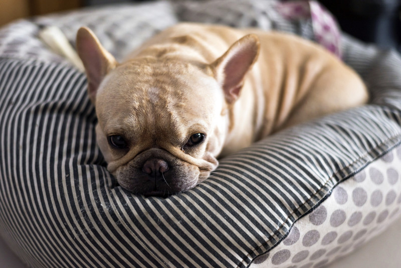 Почему собаки крутятся на месте, перед тем как улечься спать? животные, факты