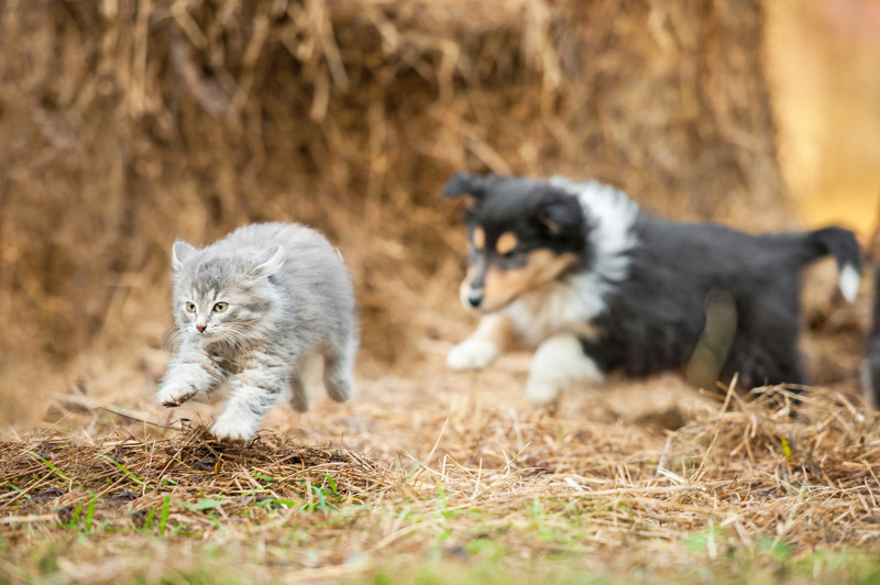 Почему собаки гоняют кошек? животные, факты