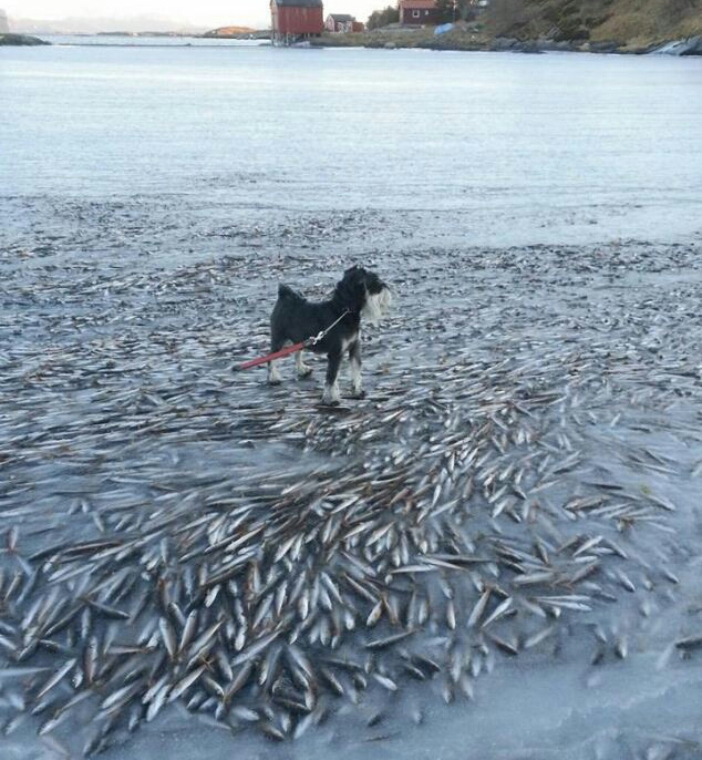 Замерзшая рыба в Норвегии  животные, кадр, люди, фото, фотоподборка