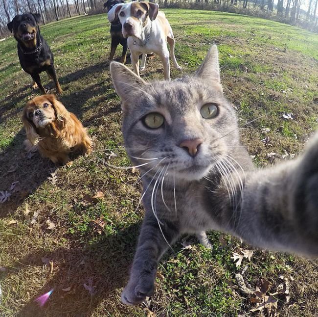 Селфи Кот бывает всякое, селфи-кот, фото