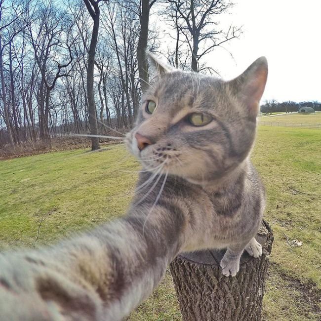 Селфи Кот Селфи Кот бывает всякое, селфи-кот, фото