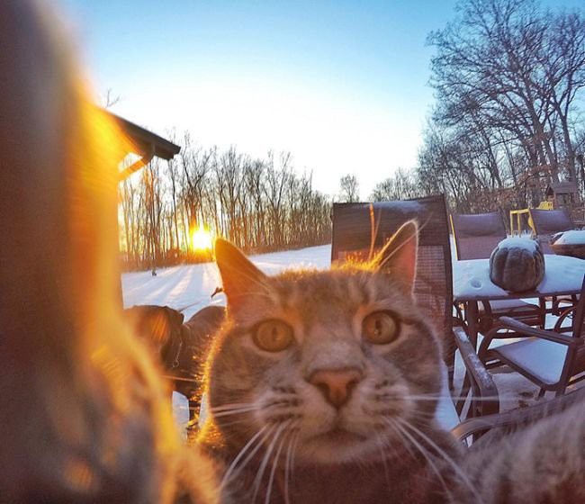 Селфи Кот Селфи Кот бывает всякое, селфи-кот, фото