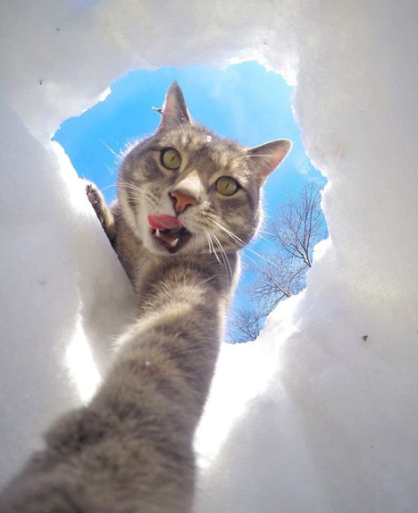 Селфи Кот Селфи Кот бывает всякое, селфи-кот, фото