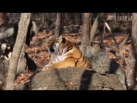 Козел Тимур получил оплеуху от тигра Амура: видео Козел Тимур получил оплеуху от тигра Амура: видео