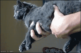 52fb5647bb1fdab2f21e5bb43a89cff4.gif