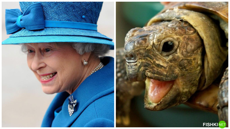 Королева-мать и миловидная черепашка животные, знаменитости, прикол, сходство