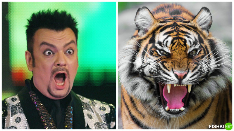 Филипп Киркоров и шокированный тигр животные, знаменитости, прикол, сходство