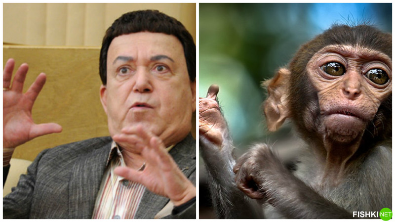 Иосиф Кобзон и глубокомысленная обезьяна животные, знаменитости, прикол, сходство